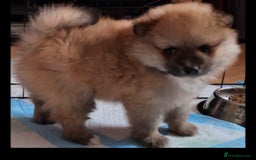 Pomeranian dogs for sale: Pomeranian boy, super fluffy! - Advert 1