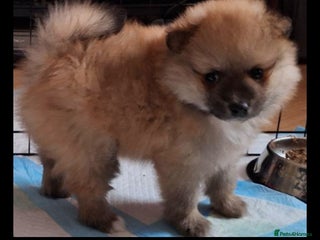 Pomeranian dogs Pomeranian boy, super fluffy! - Advert 1