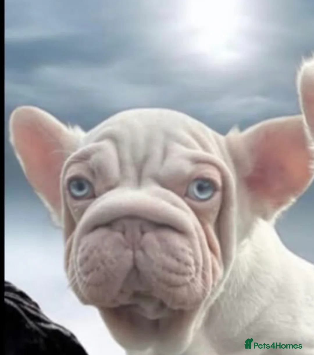 French Bulldog dogs for sale: 🔥🔥 FRENCH BULLDOG 🔥🔥 - Advert 4