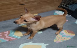 Miniature Pinscher dogs for sale: Miniature Pinscher puppies  - Image 2