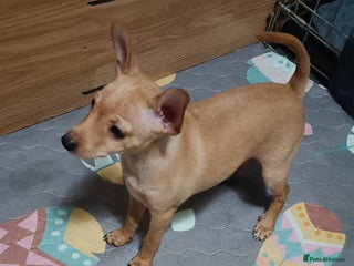 Miniature Pinscher dogs - Advert 3