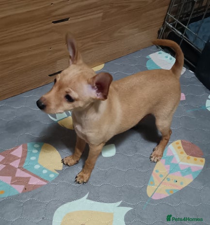 Miniature Pinscher dogs - Advert 3