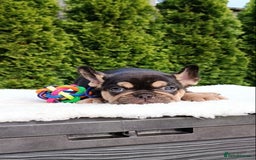 French Bulldog dogs for sale: ❤️ 🐶 beautiful French bulldog puppies ❤️🐶 - Image 30