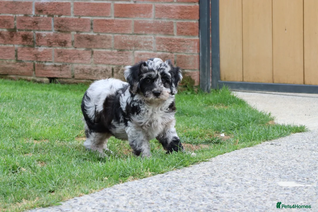 Cavapoo dogs for sale: F1 Cavapoo Female puppy FULLY VACCINATED  - Advert 38