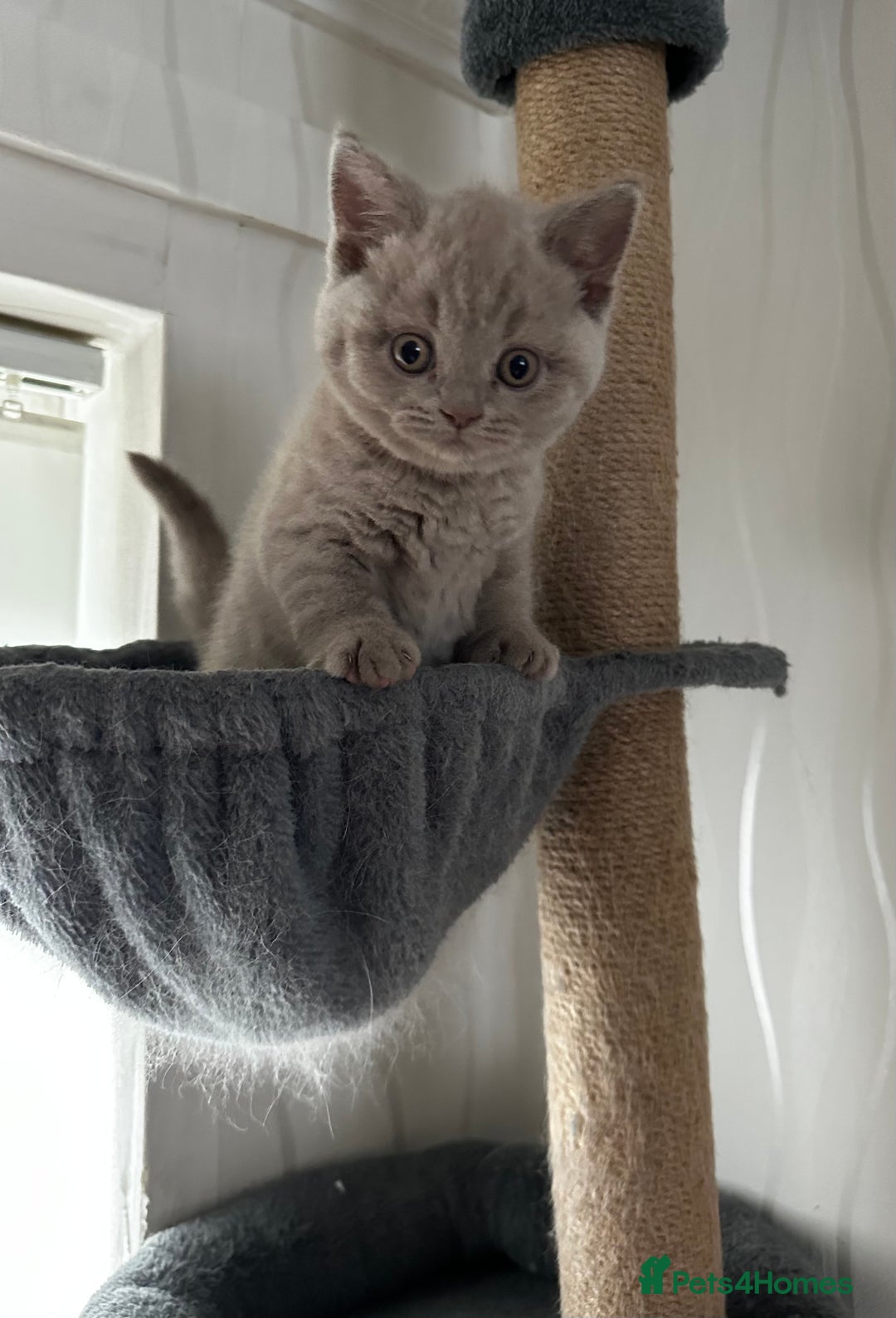 British Shorthair cats for sale: 4 Gorgeous chunky British shorthair kittens  - Image 3