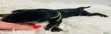 Dobermann Puppy 11