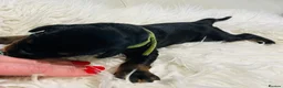 Dobermann dogs for sale: KC registered exclusive Dobermann puppies  in Wickford - Advert 14