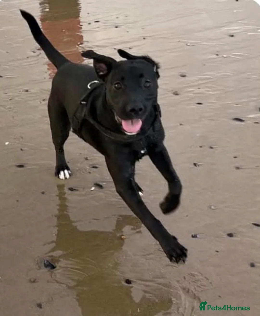 Mixed Breed dogs for sale: Staffy x belgian malinois  - Advert 4