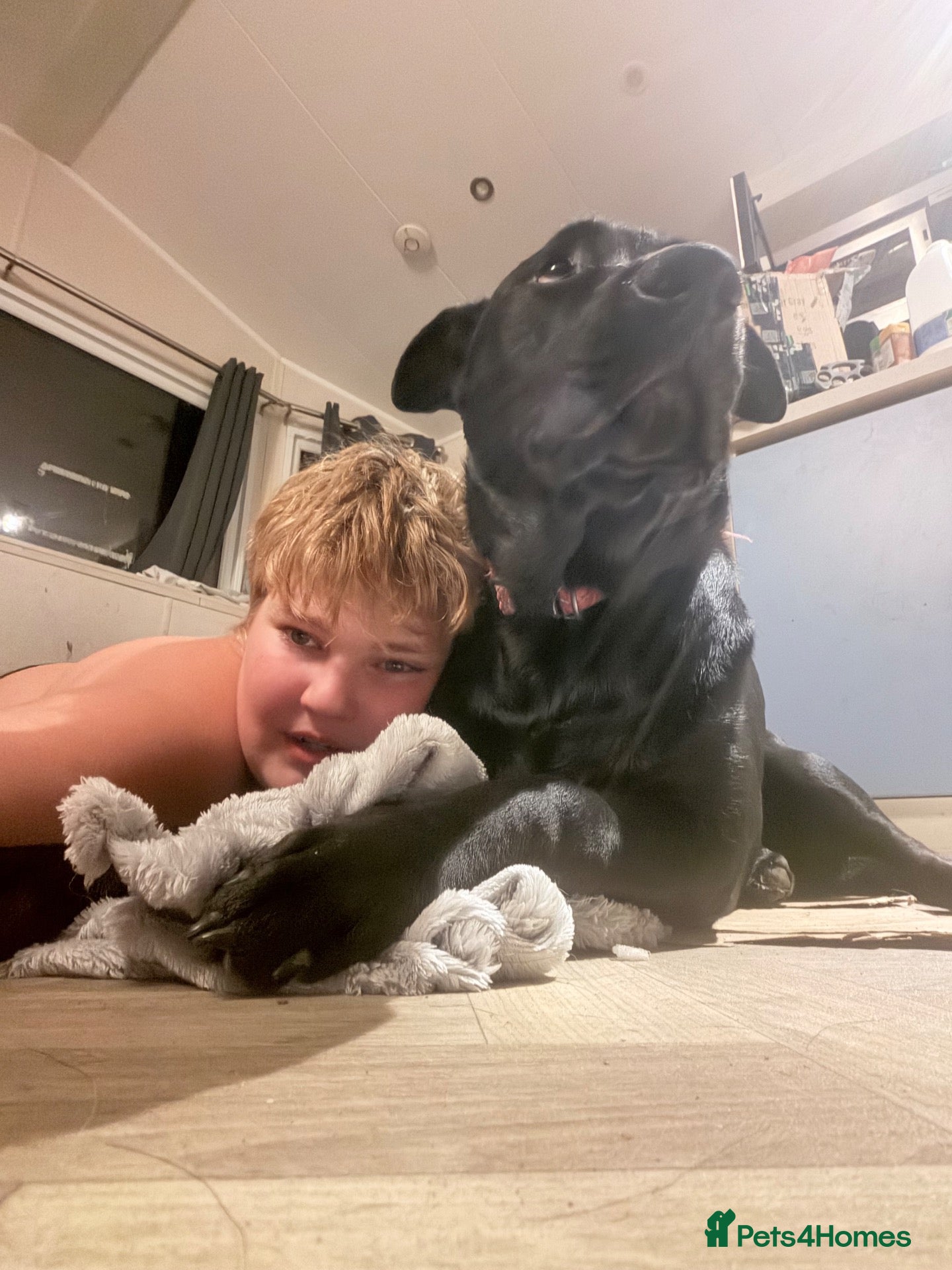 Sheprador dogs Puppy for sale - Advert 21