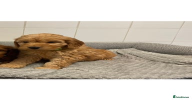 Cockapoo dogs - Advert 8