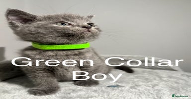 British Shorthair cats - Advert 9