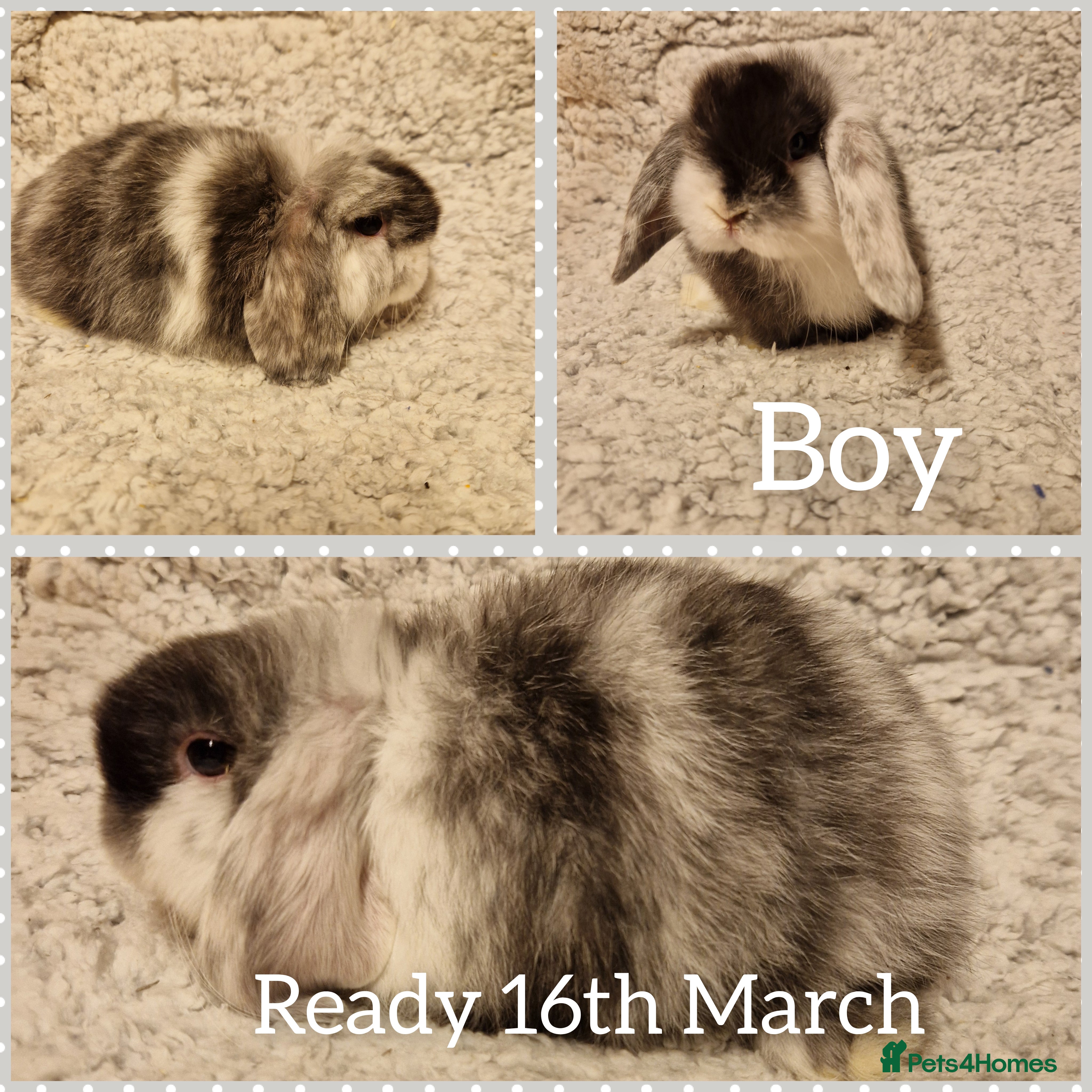 Mini Lop rabbits Stunning mini lop kits to reserve  - Advert 1