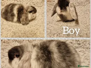 Mini Lop rabbits Stunning mini lop kits to reserve - Advert 1