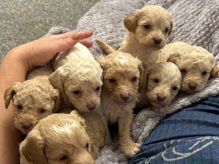 Cavapoo dogs Cavapoo puppies ready this weekend - Advert 5