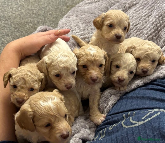 Cavapoo dogs Cavapoo puppies ready this weekend - Advert 3