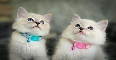 Ragdoll cats - Advert 12