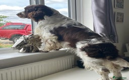 English Springer Spaniel dogs for stud: ENGLISH SPRINGER SPANIEL SHOW TYPE STUD DOG - Image 6