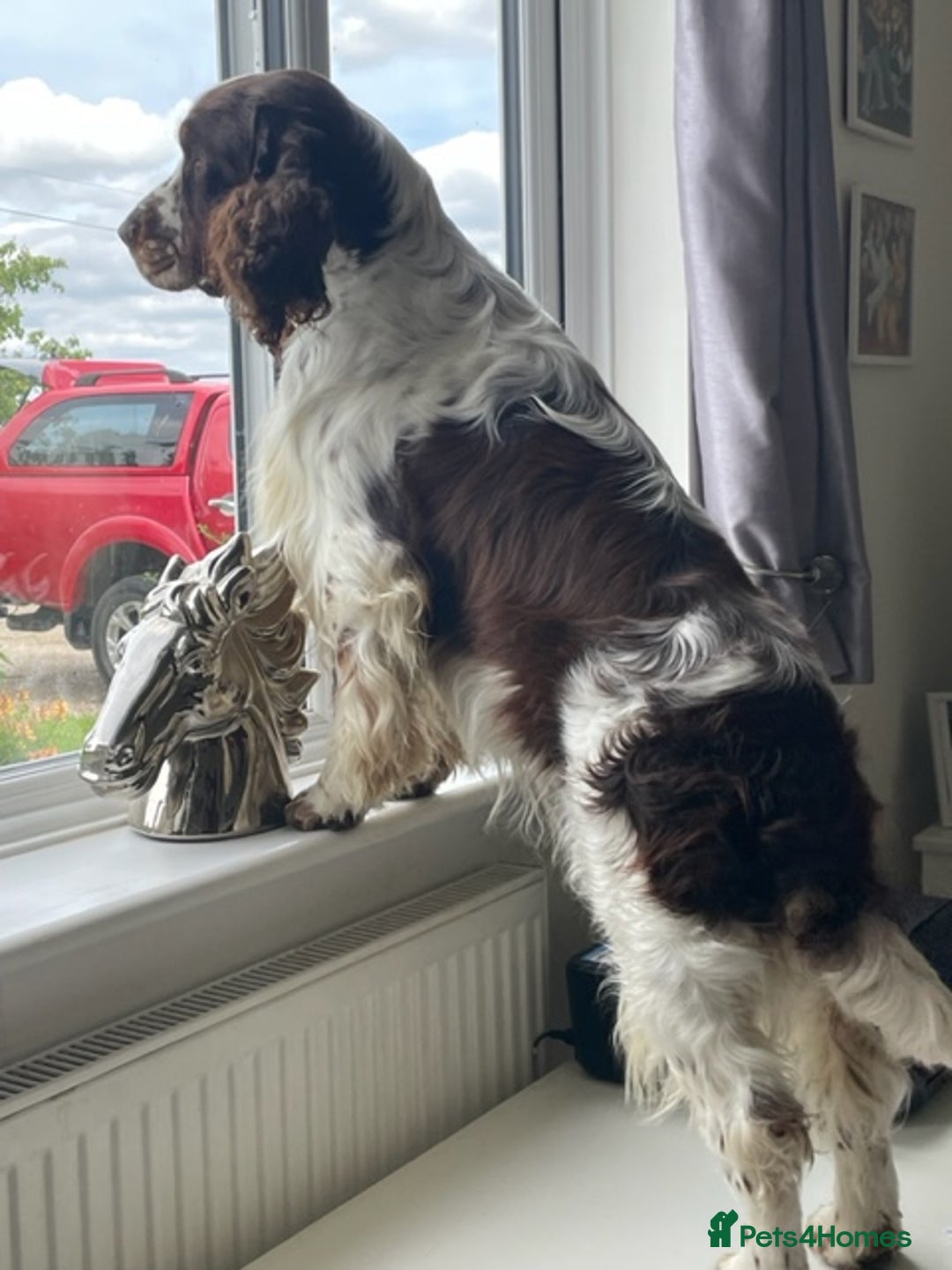English Springer Spaniel dogs for stud: ENGLISH SPRINGER SPANIEL SHOW TYPE STUD DOG - Image 6