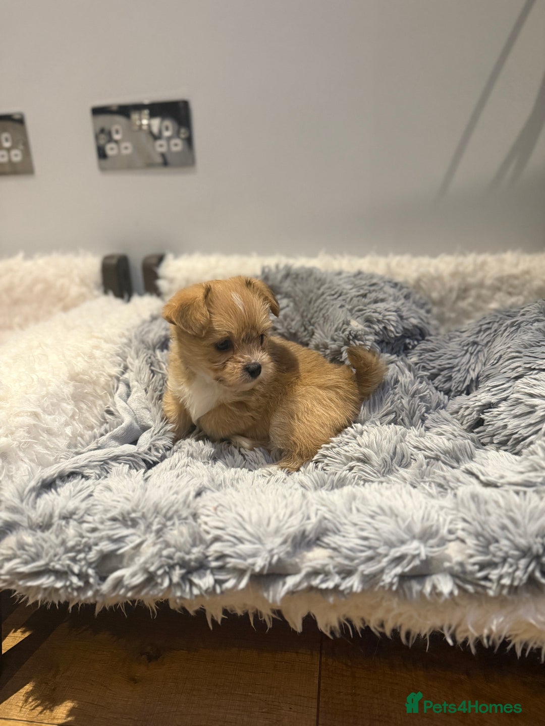 Mixed Breed dogs for sale: Unique mix - Maltese x JackChi Puppies - Advert 12