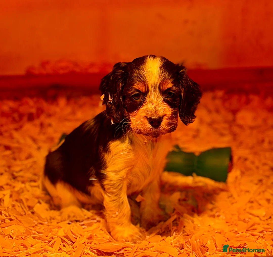 Cocker Spaniel dogs for sale: Stunning ideal family pups  - Advert 8