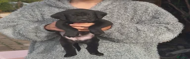 Labrador Retriever 2