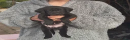 Labrador Retriever dogs for sale: 5 black Labrador puppies (males) for sale - Advert 10