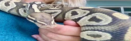Python Snake reptiles for sale: Ball Pythons looking for new home  - Advert 11