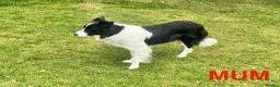 Border Collie dogs for sale: KC Reg Border Collie Puppies Black & White - Advert 8
