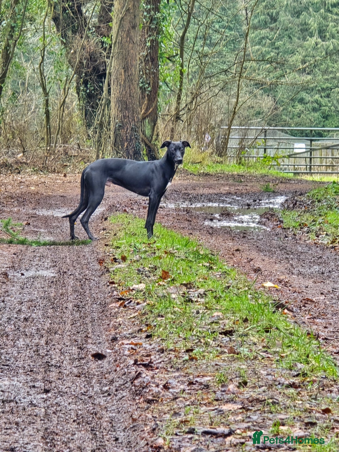Mixed Breed dogs for sale: Whippet lurcher - Advert 1