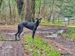 Mixed Breed dogs Whippet lurcher - Advert 6