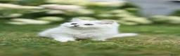 Scottish Fold cats for sale: Adorable Scottish Kittens Available in Bedford - Advert 10