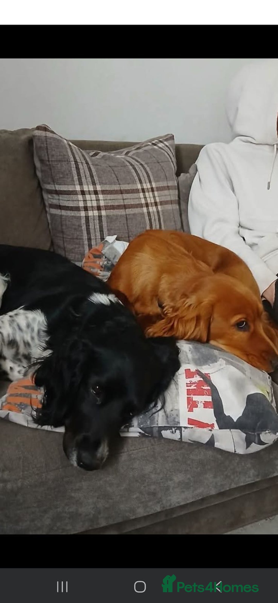 Sprocker dogs for sale: 5 month old female sprocker puppy for sale  - Advert 3