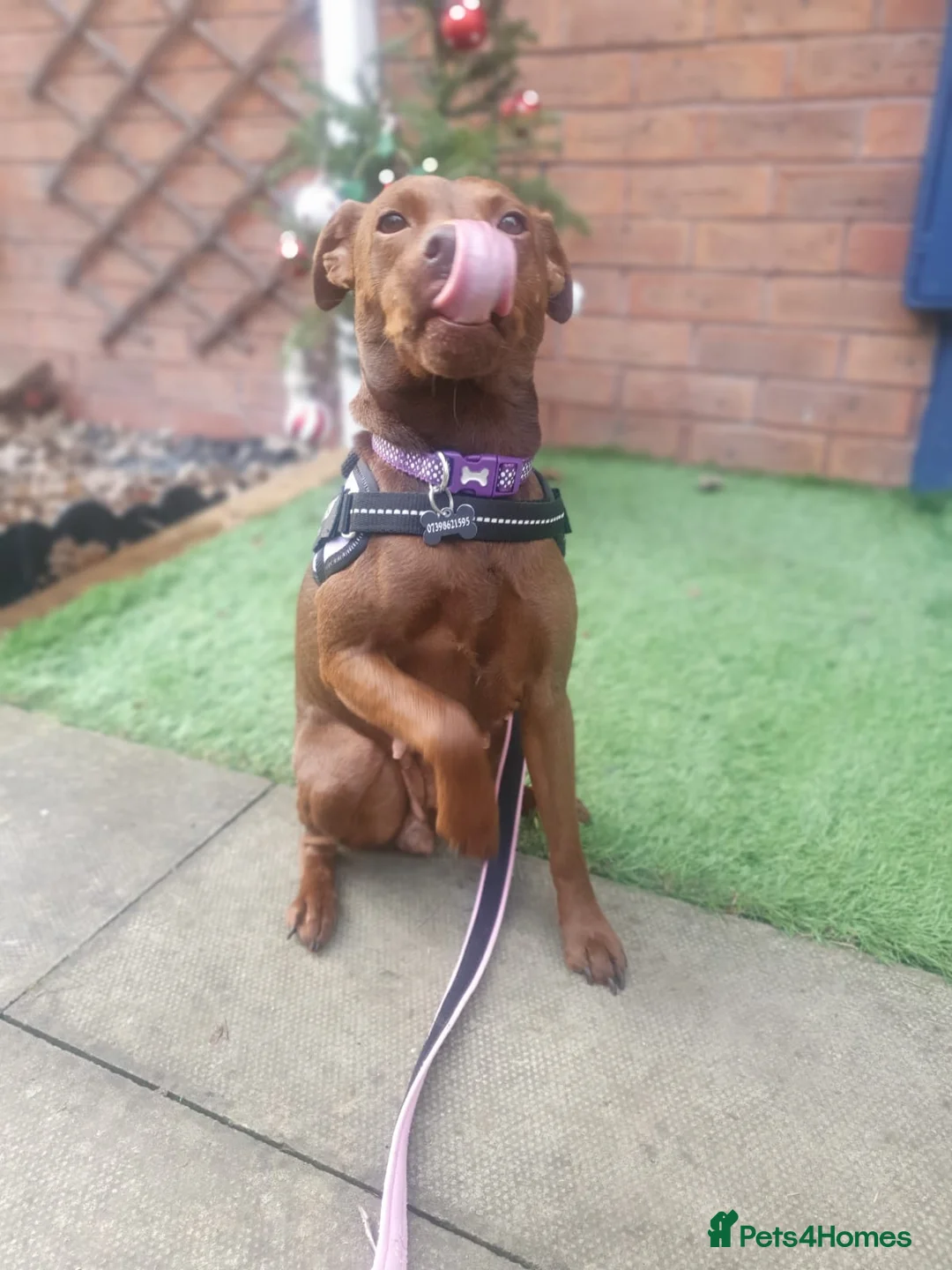 Patterdale Terrier dogs for sale: Female patterdale for rehoming - Advert 36