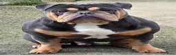 English Bulldog dogs for sale: 3 year old New England Bulldog - Advert 2