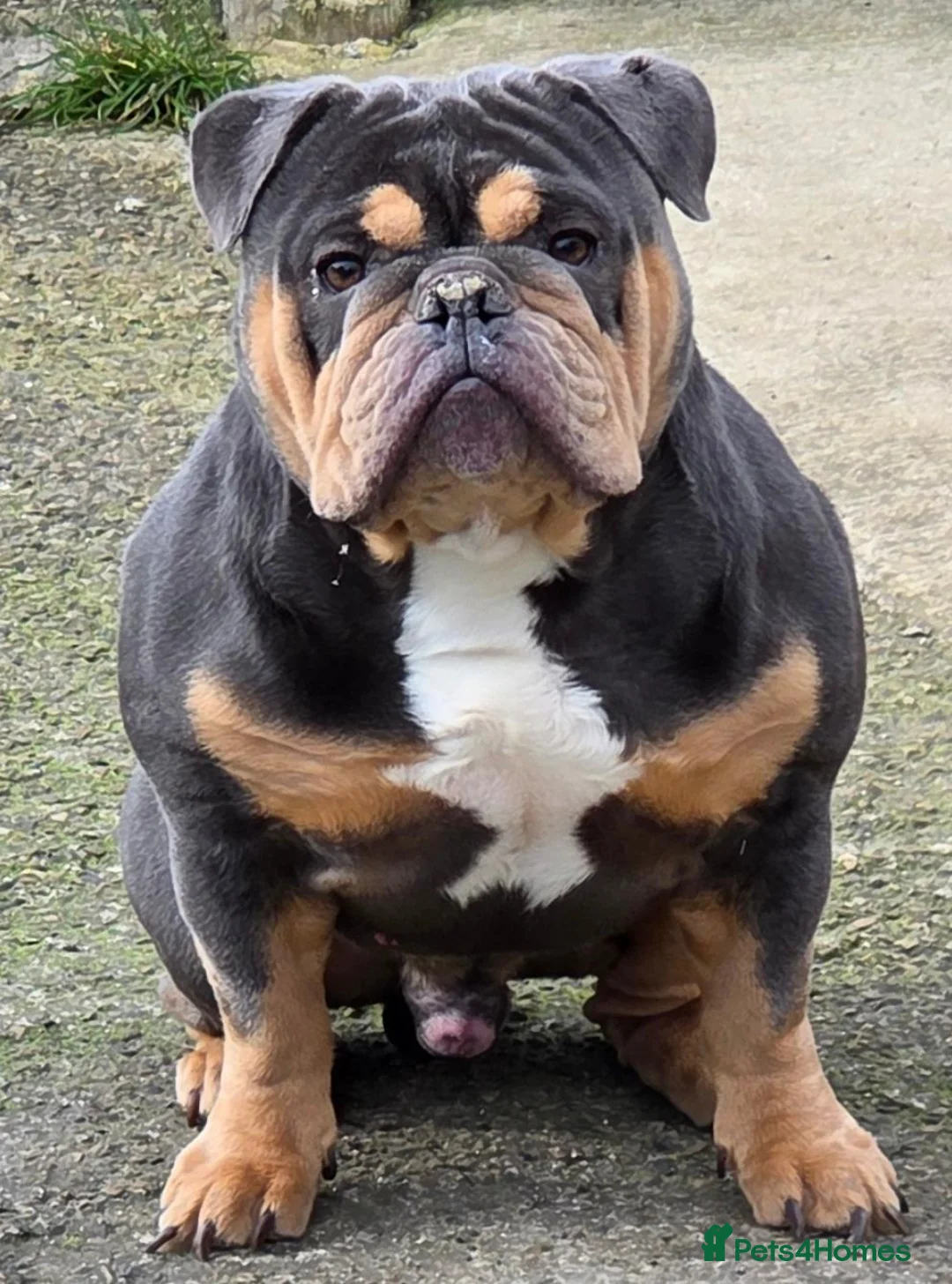 English Bulldog dogs for sale: 3 year old New England Bulldog - Advert 2
