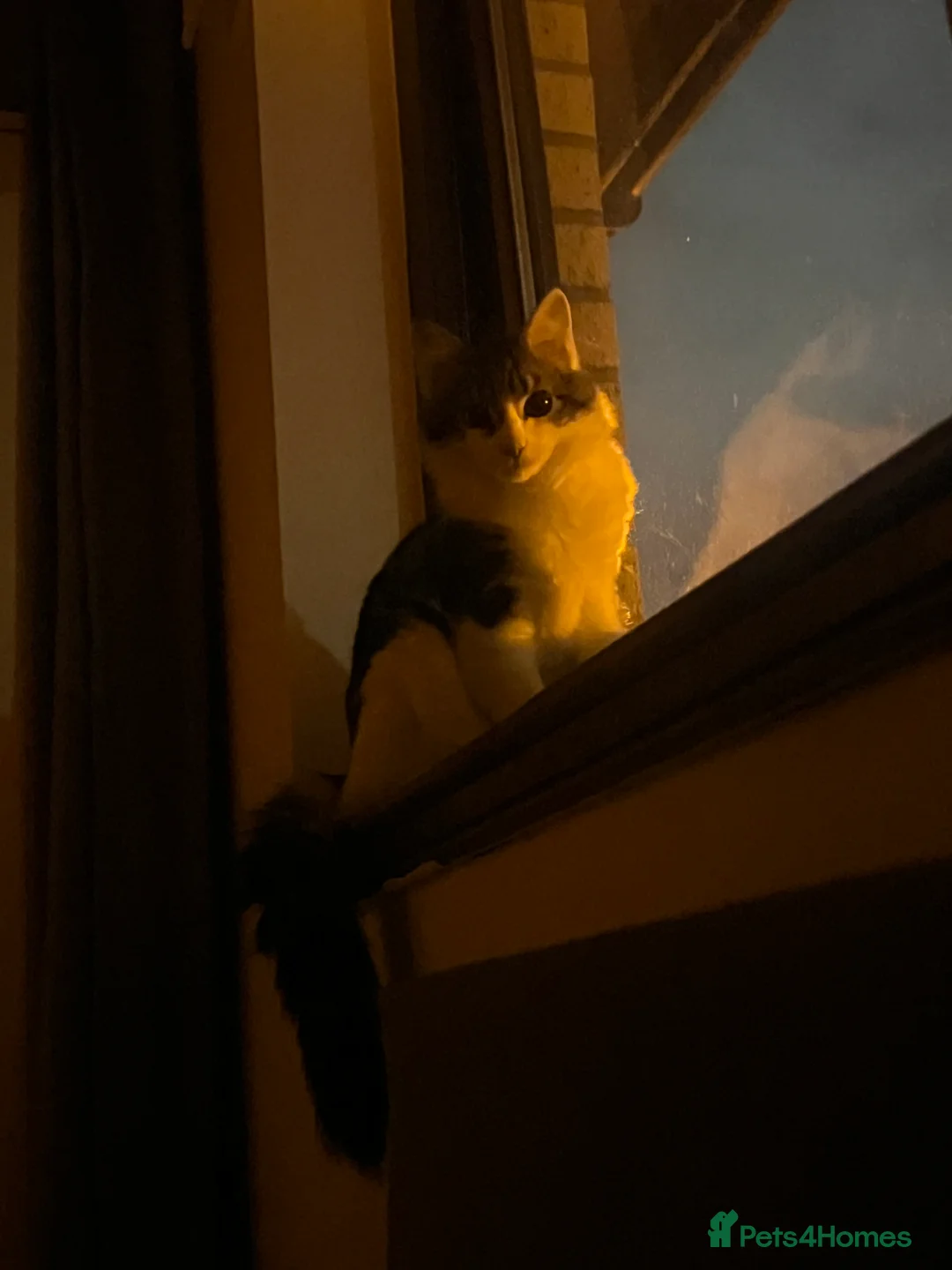 Maine Coon cats for sale:  Healthy Male Kitten – Fully Vaccinated - Advert 4