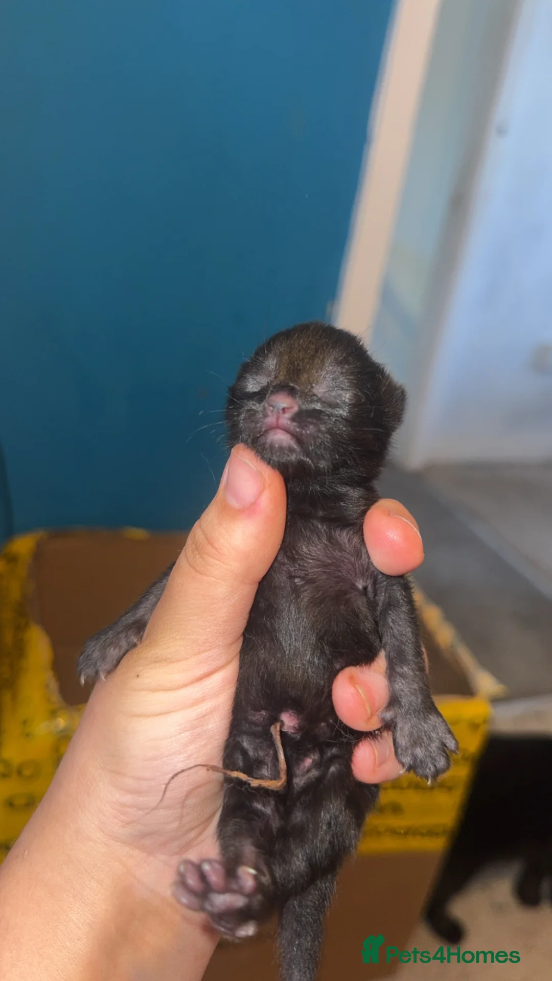 British Shorthair cats for sale: 3 kittens for sale in Sunderland - Advert 2