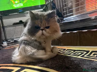 Persian cats Persian cat - Advert 3