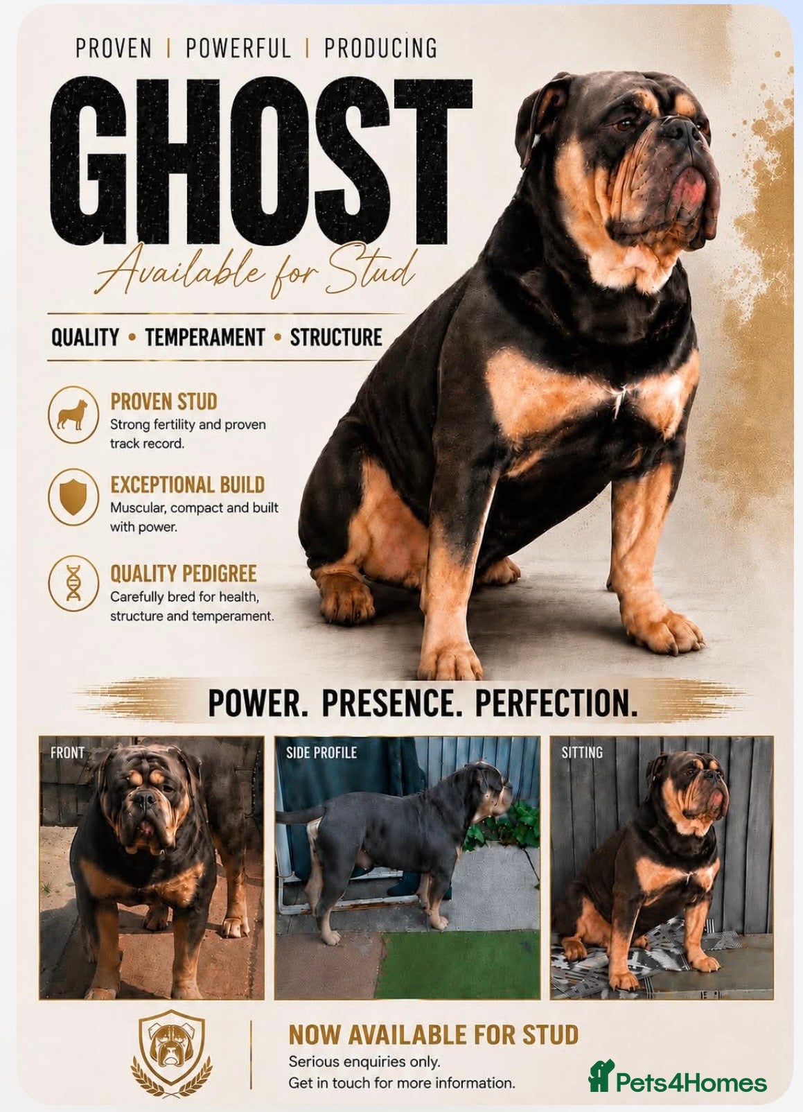 Dorset Olde Tyme Bulldogge dogs Proven LH fluffy carrier - Advert 2