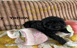 Cockapoo dogs for sale: Cockapoo f1  - Image 1