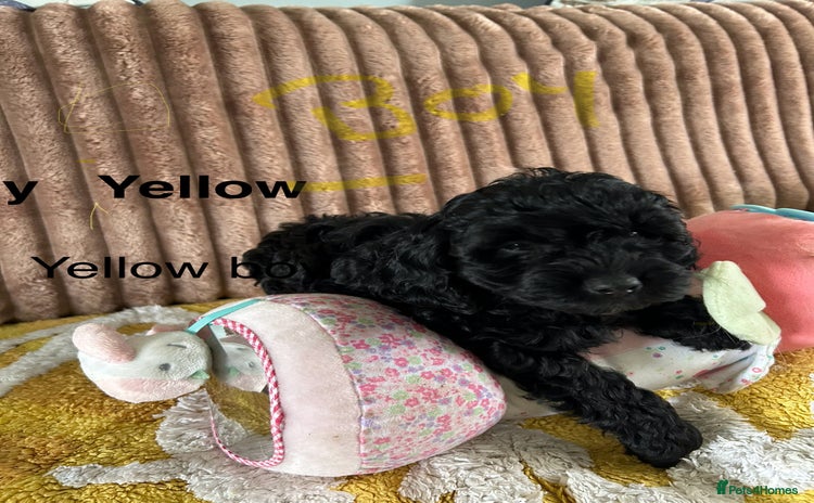Cockapoo dogs - Advert 1