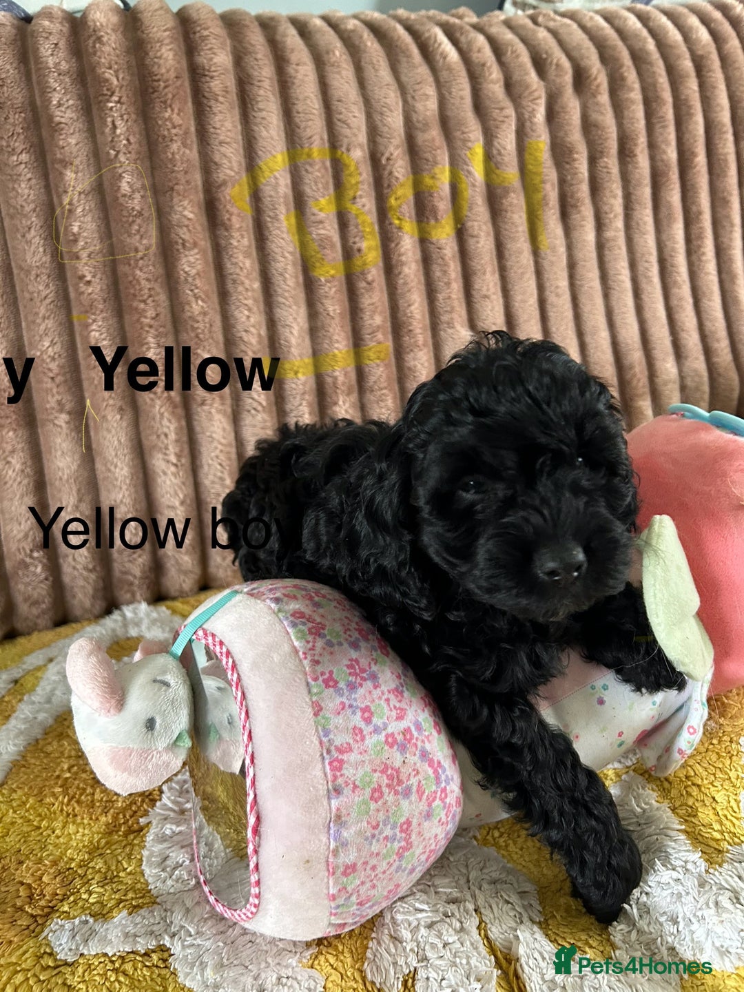 Cockapoo dogs for sale: Cockapoo f1  - Image 1