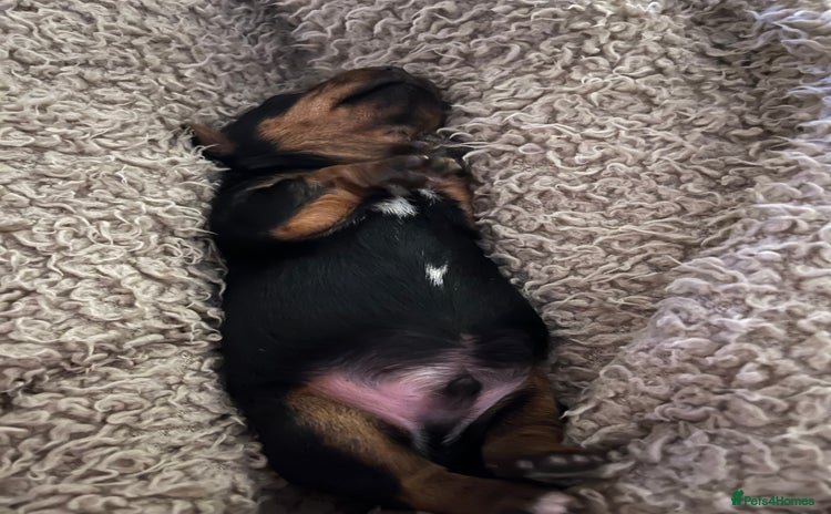 Yorkshire Terrier dogs Stunning family raised puppys - Advert 1