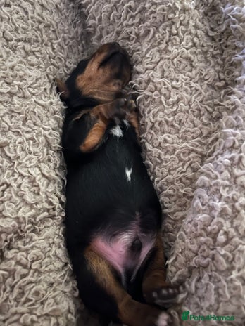 Yorkshire Terrier dogs Stunning family raised puppys - Advert 6