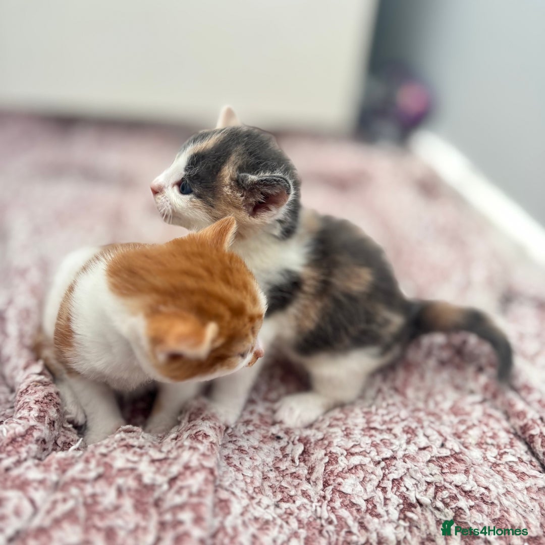 Mixed Breed cats for sale: Gorgeous kittens  - Image 18