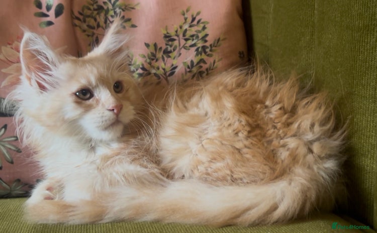 Maine Coon cats - Advert 4