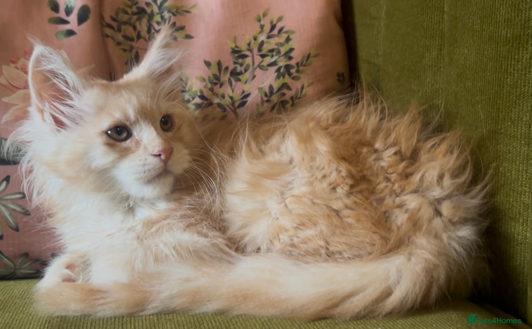 Maine Coon cats for sale: 🔥 TICA Maine coon kittens 🔥  READY NOW 💕💕 - Image 2