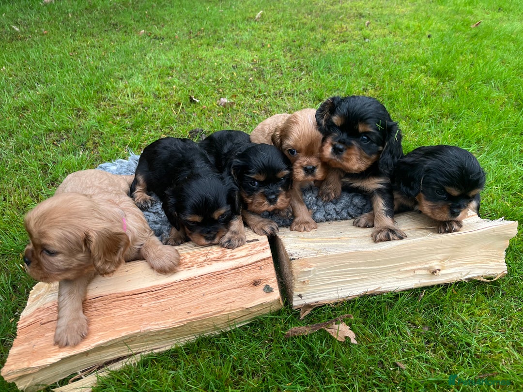 Cavalier King Charles Spaniel dogs for sale: KC reg Cavalier Puppies - Image 10