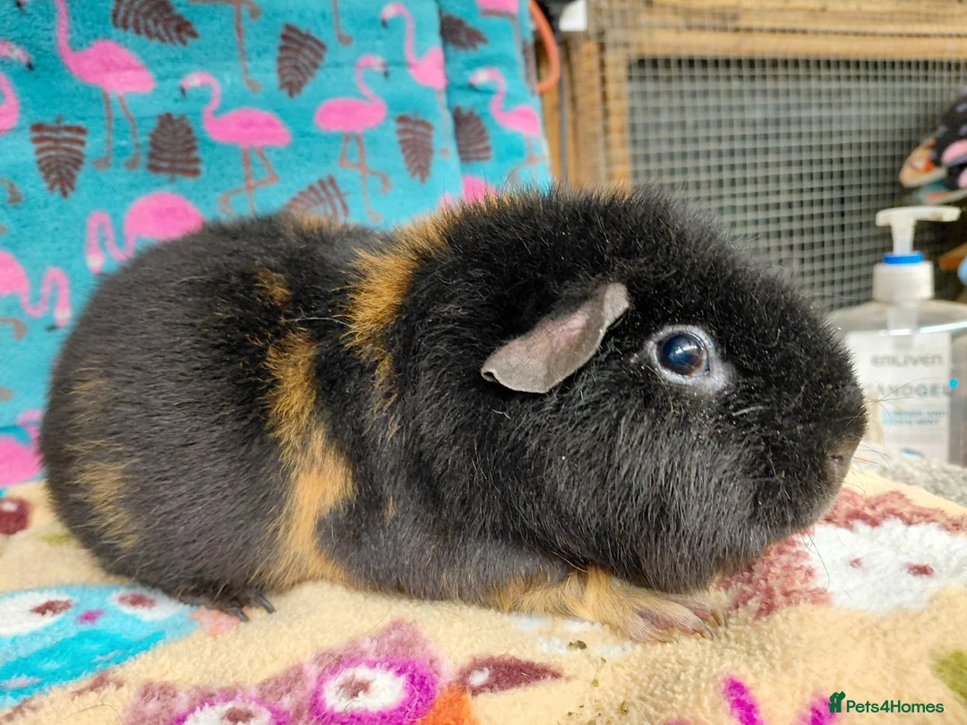 Guinea Pig rodents for sale: Young Adult Retired Sows DE Self Golden & Teddy  - Advert 2