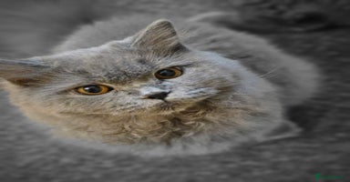 British Shorthair cats - Advert 8